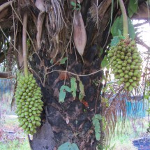 Fruits of the palm tree